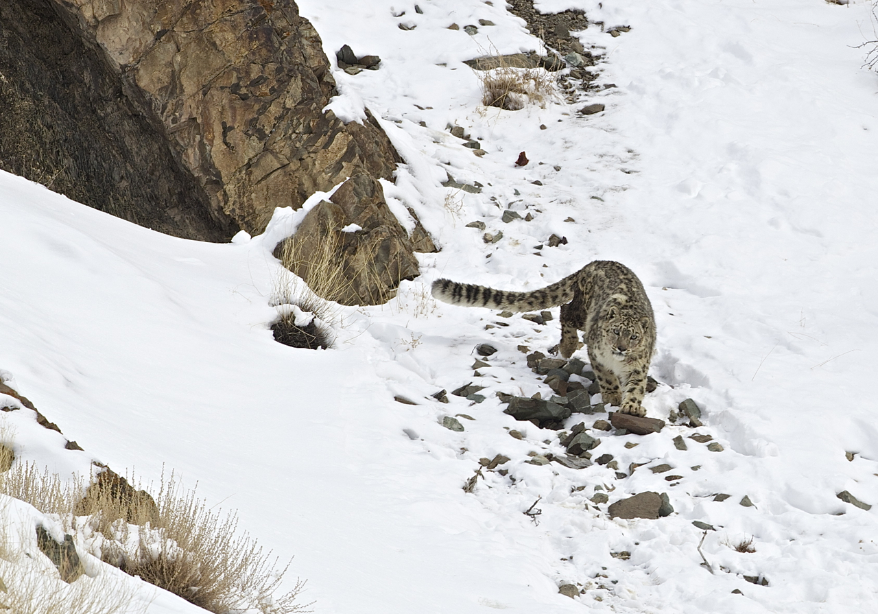 PT Aware Vol 10 Snow Leopard image by Angus Fraser