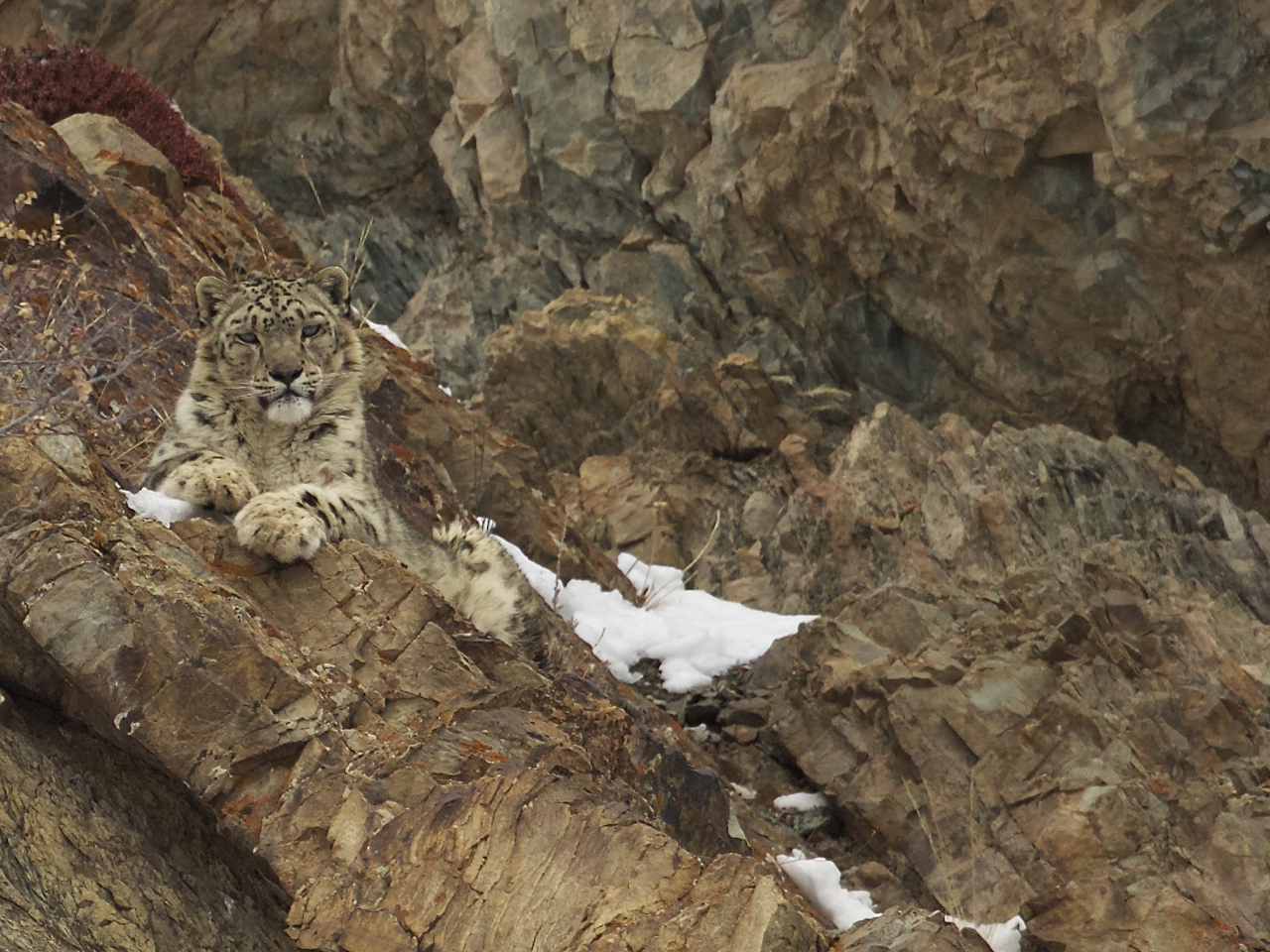 PT Aware Vol 10 Snow Leopard image by Angus Fraser