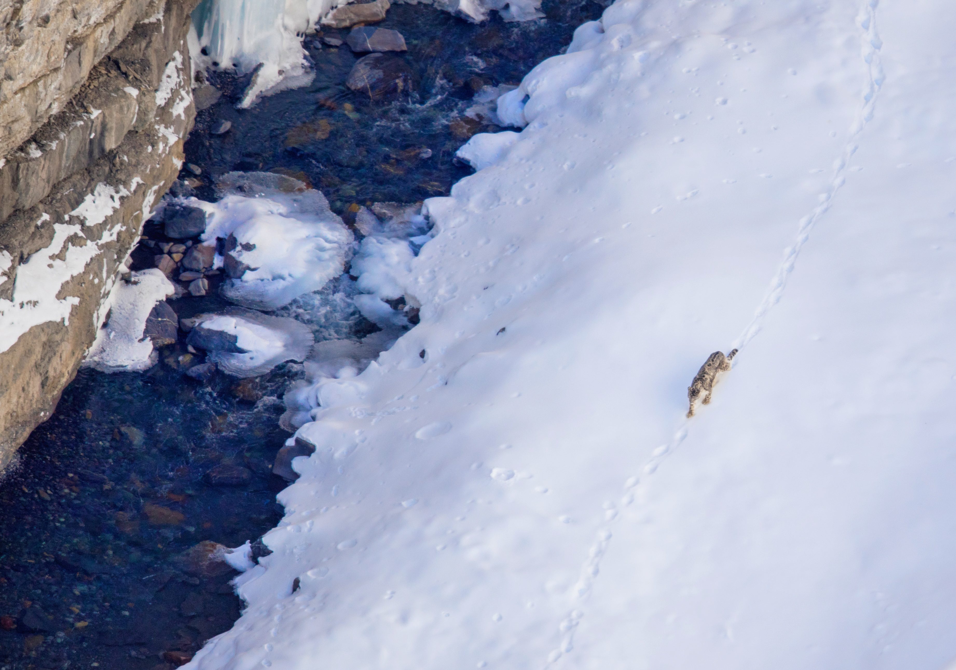 PT Aware Vol 10 Snow Leopard image Gaurav Kalbhor