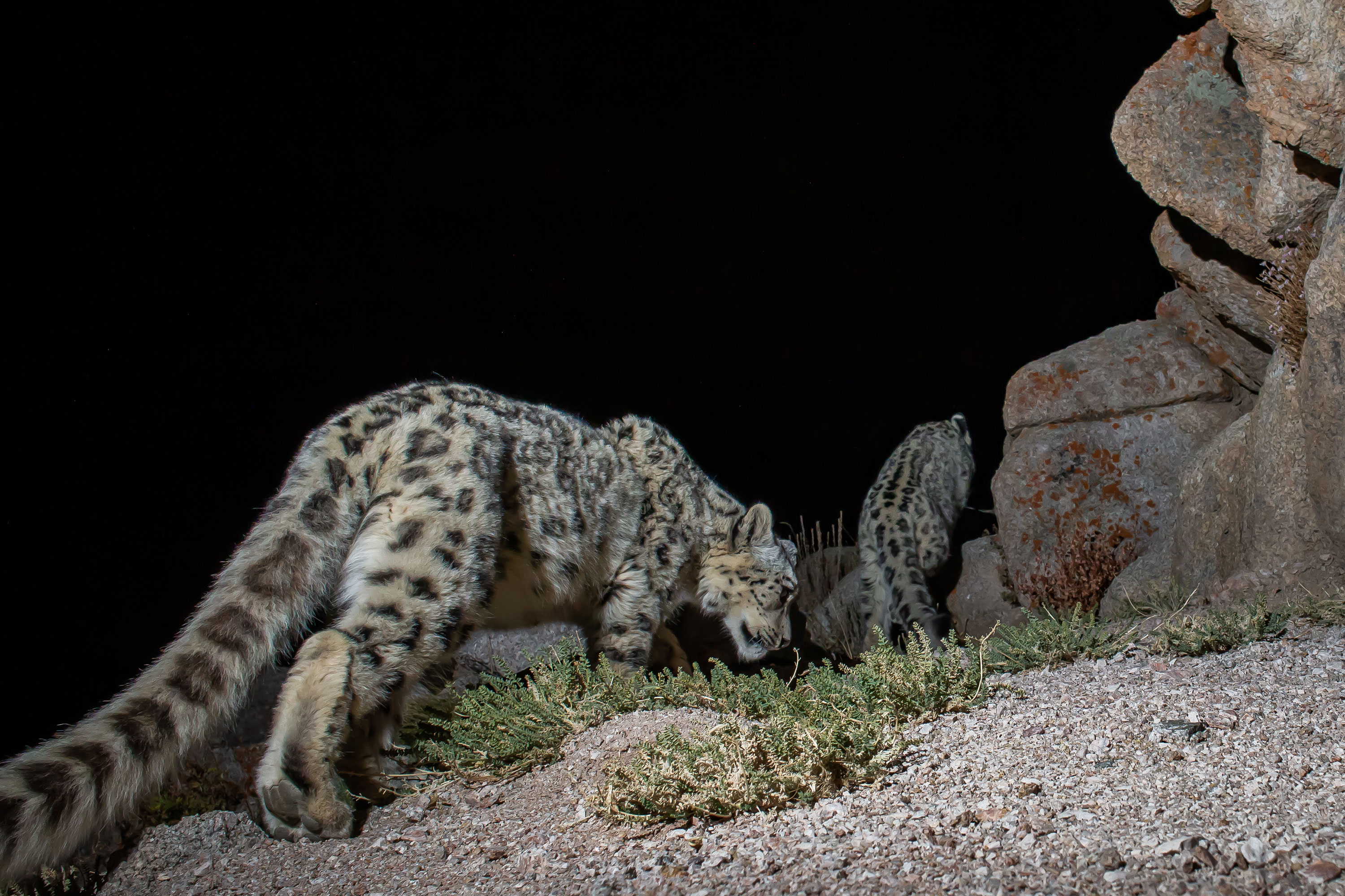 PT Aware Vol 10 Snow Leopard image by Sascha Fonseca