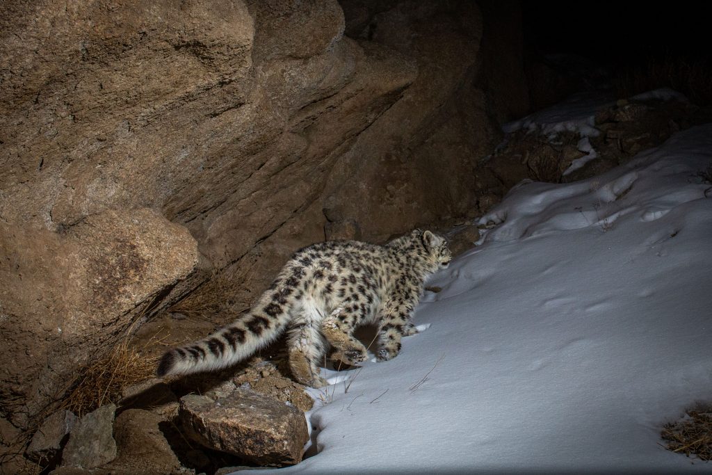 PT Aware Vol 10 Snow Leopard image by Sascha Fonseca