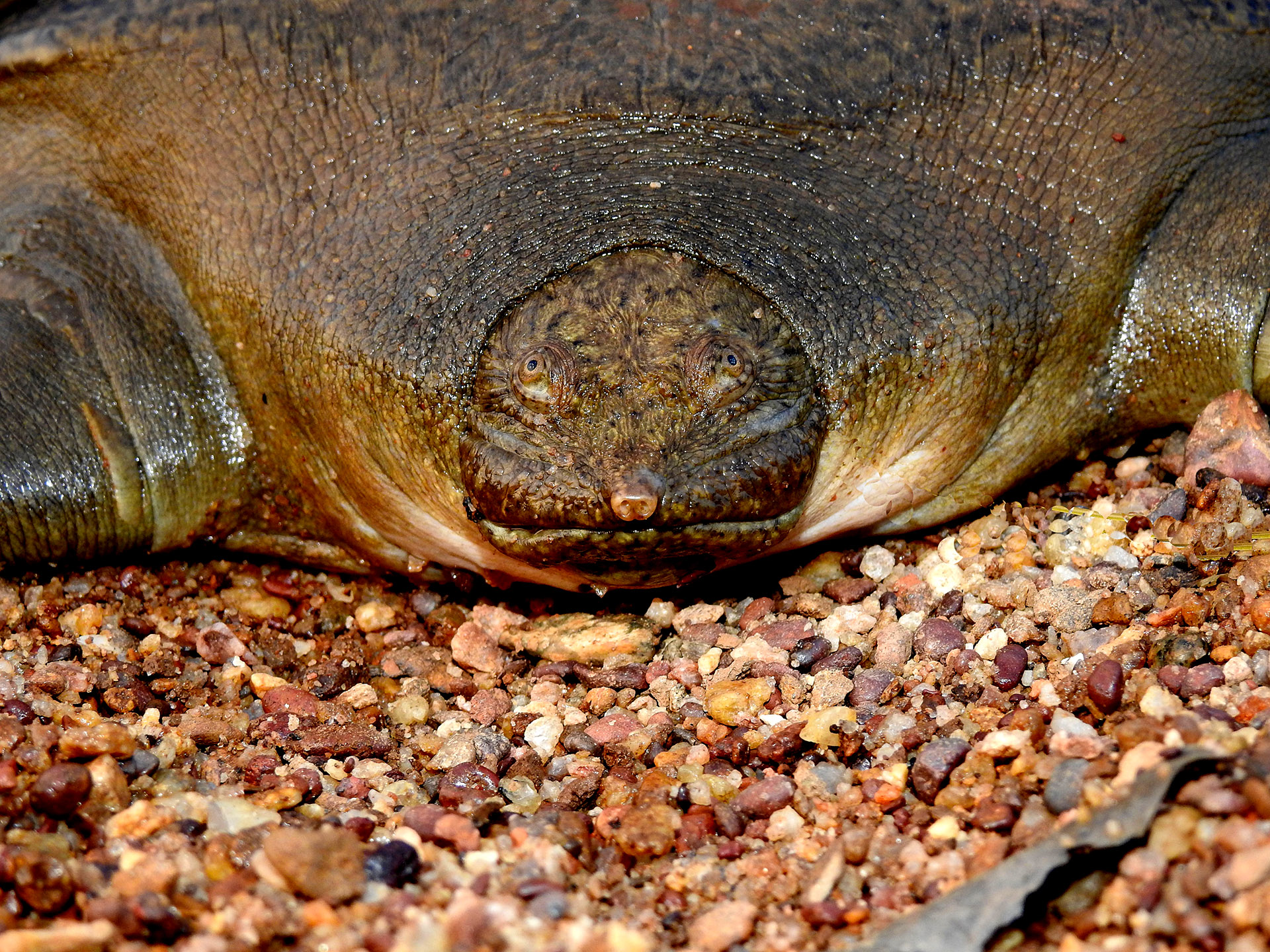 Cantors Giant Softshell Turtle Paws Trails 