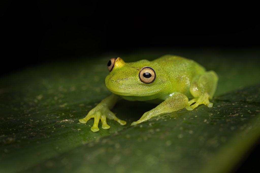 The biological crisis of amphibians – Paws Trails