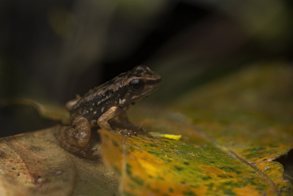 The biological crisis of amphibians – Paws Trails