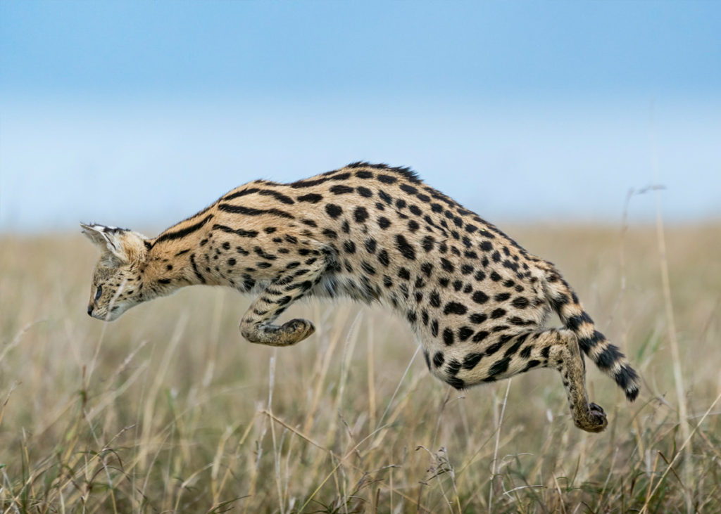 PT_Vol_09_Serval_Jump_by_Hermis