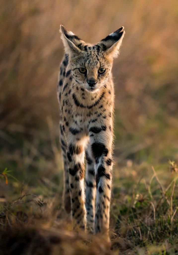 PT Aware - Vol -09 - Serval - Photo by: Hermis Haridas