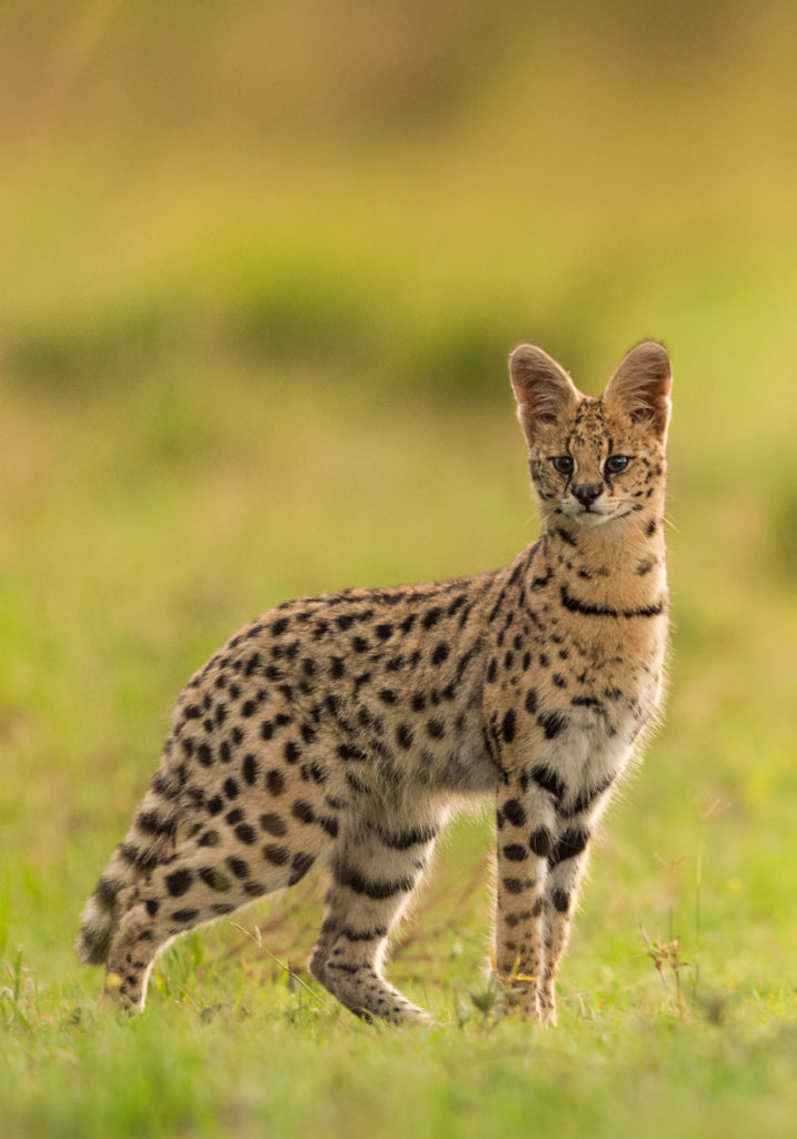 PT Aware 09 - Serval photo by Hermis Haridas