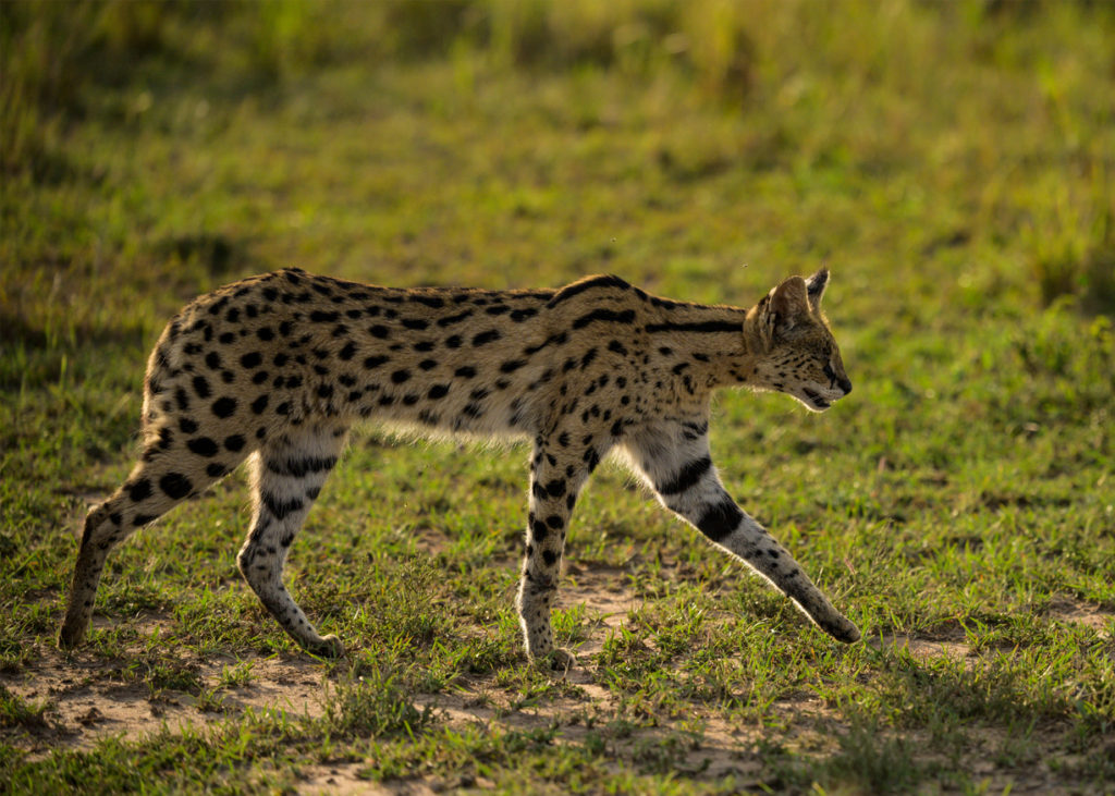 PT Aware - Vol 09 - Serval - Photo by: Nisha Purushothaman