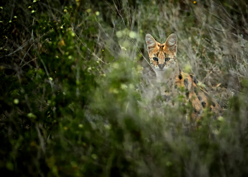 PT Aware - Vol 09 - Serval - Photo by: Peter Hudson