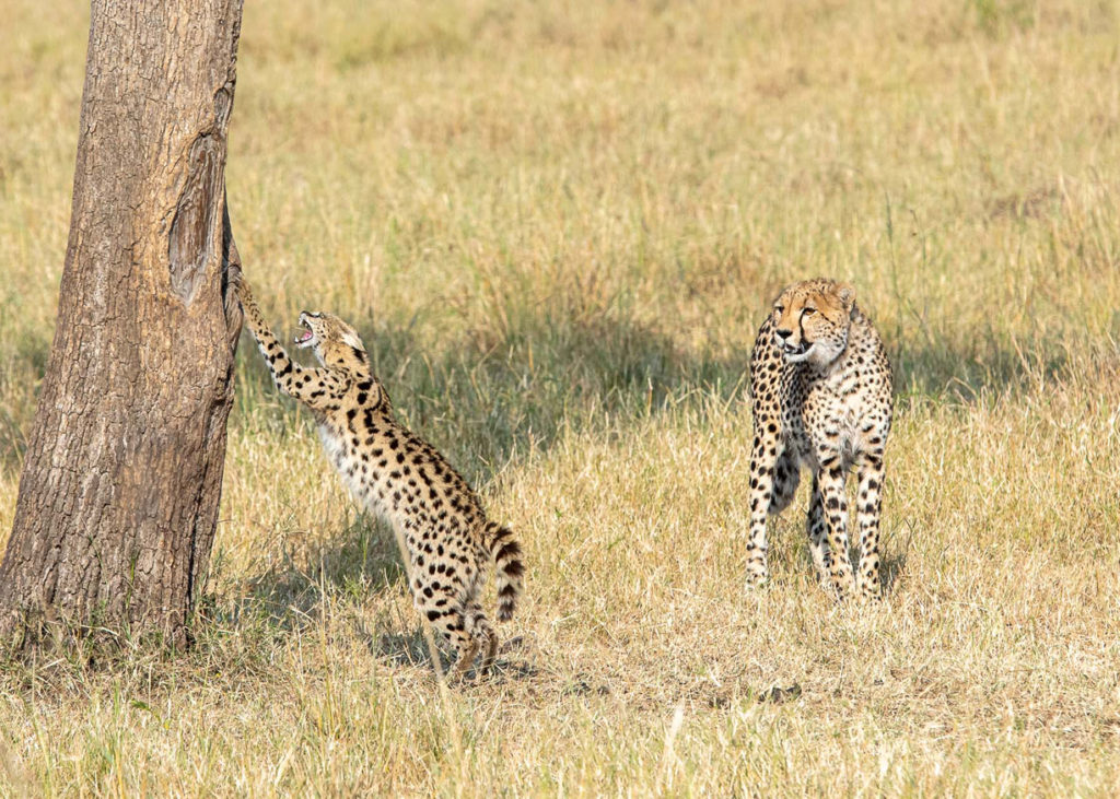 PT Aware - 09 - Serval - Photo by: Seema Suresh Neelambari Mohan