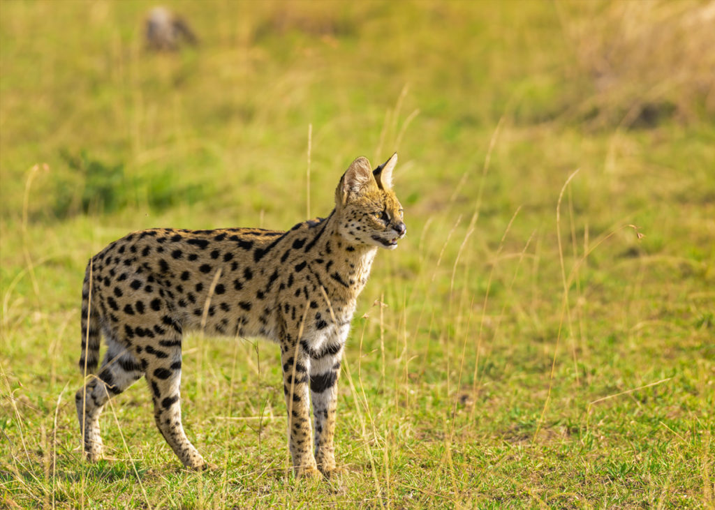 PT Aware Vol 09 - Serval - Photo by: Prasanna Hunswadkar