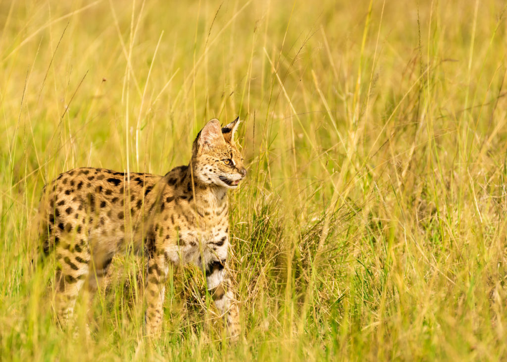 PT Aware - Vol 09 - Serval - Photo by: Prasanna Hunswadkar