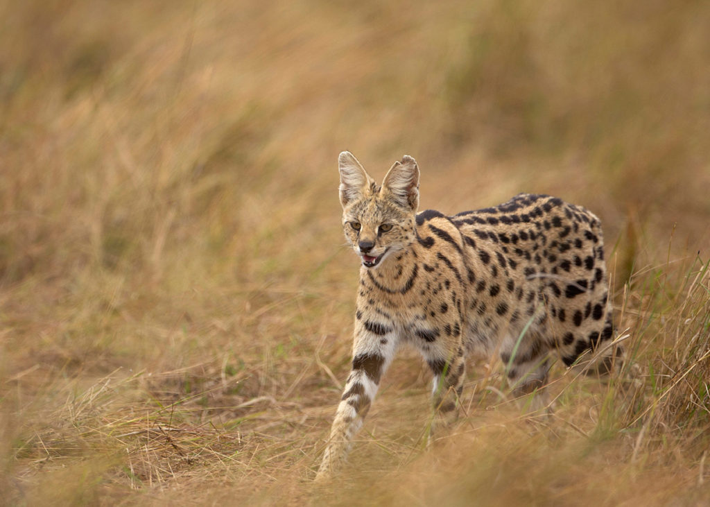 PT Aware 09 Serval photo by Ranga Nathan