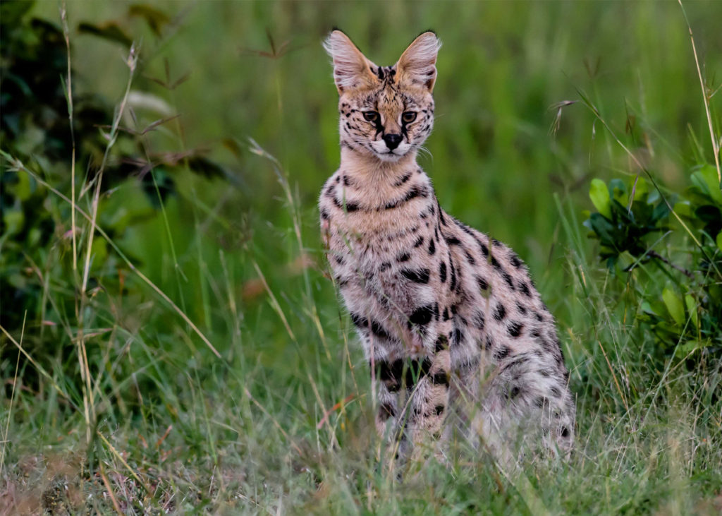 PT Aware Vol 09 - Serval - Photo by: Vignesh Ramachandran