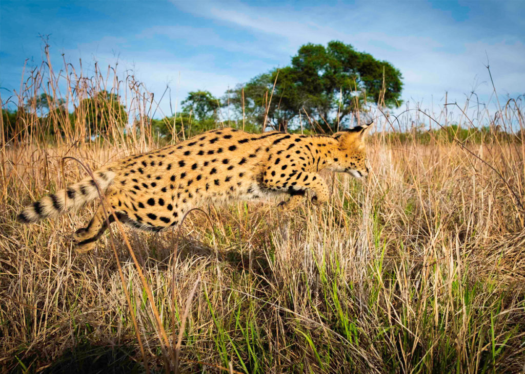 PT Aware - Vol - 09 - Serval - Photo by: Sam Turley