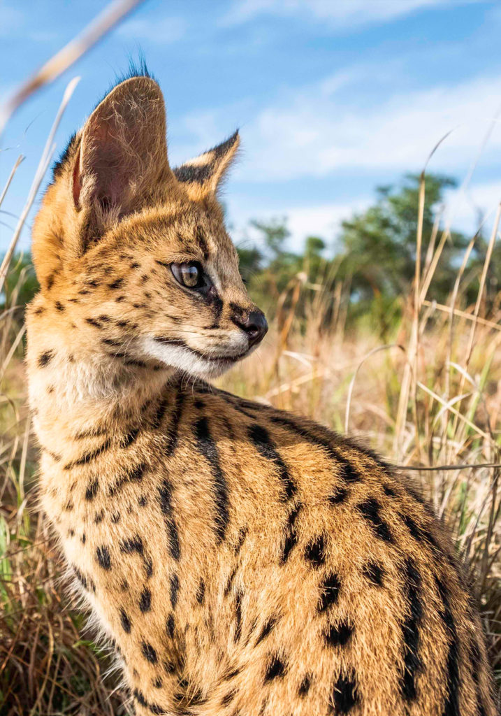 PT Aware 09 - Serval - Photo by: Sam Turley