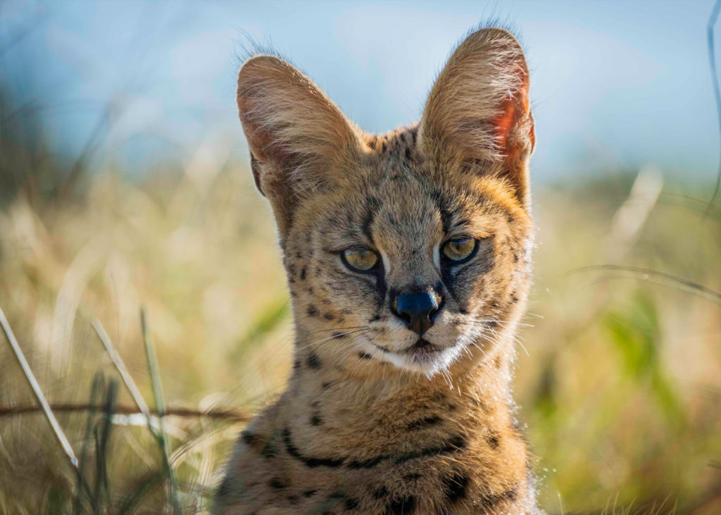 PY Aware 09 - Serval - Photo By: Sam Turley