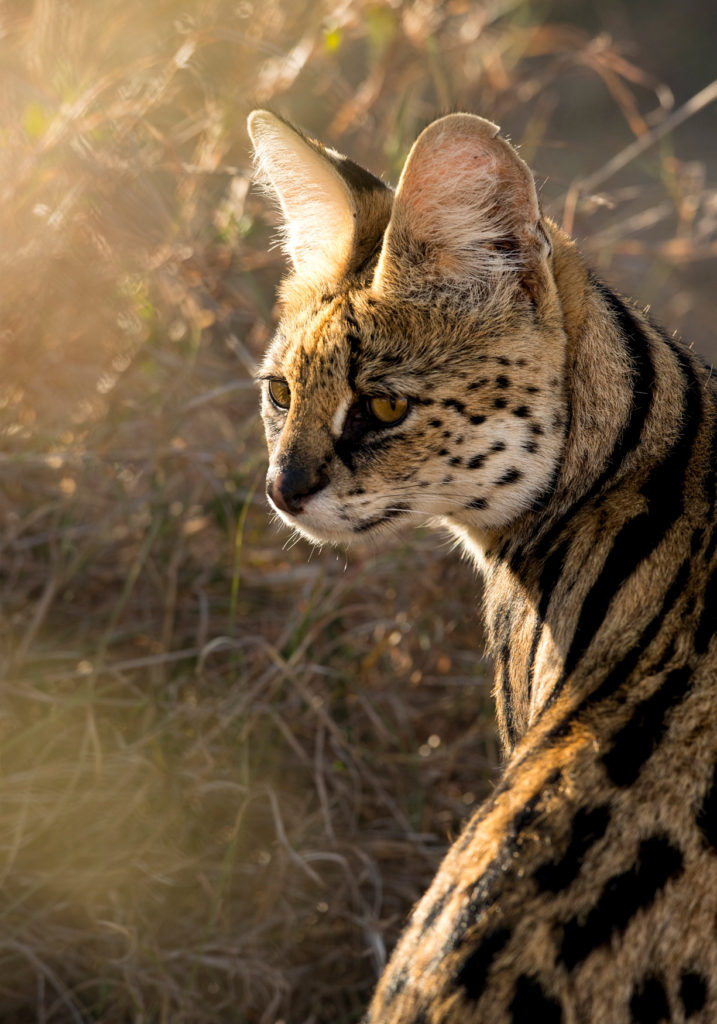 PT Aware Vol 09 - Serval - Photo by: Athira Mohan Krishnan