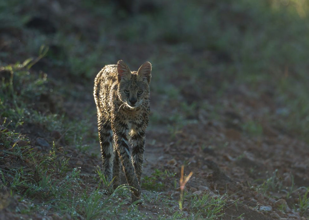 PT Aware - Vol - 09 - Serval - Photo by: Shuja Mohammad