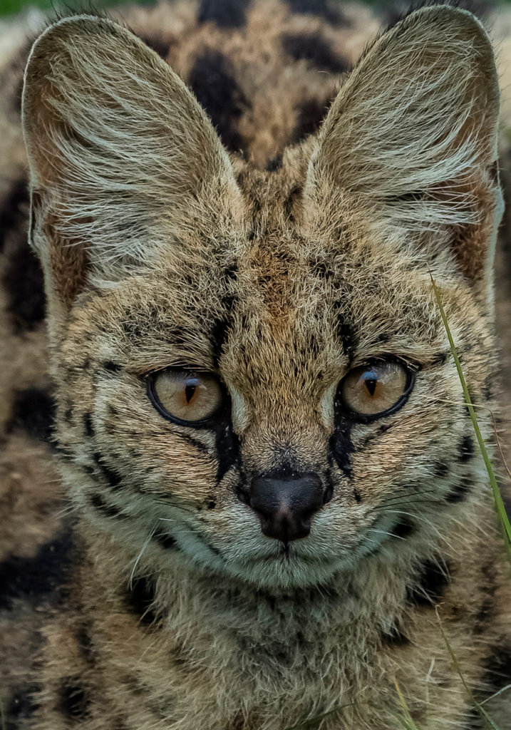 PT Aware - Vol -09 - Serval - Photo by: Shyam Bhagra