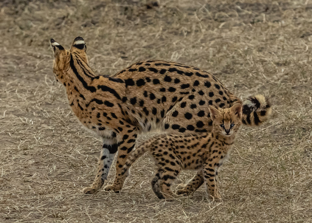 PT Aware 09 Serval photo by Photo by: Shyam Bhagra