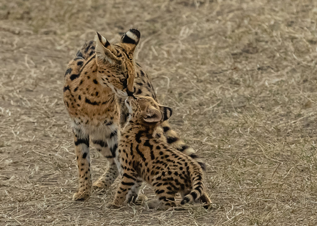 PT Aware - 09 - Serval - Photo by: Shyam Bhagra