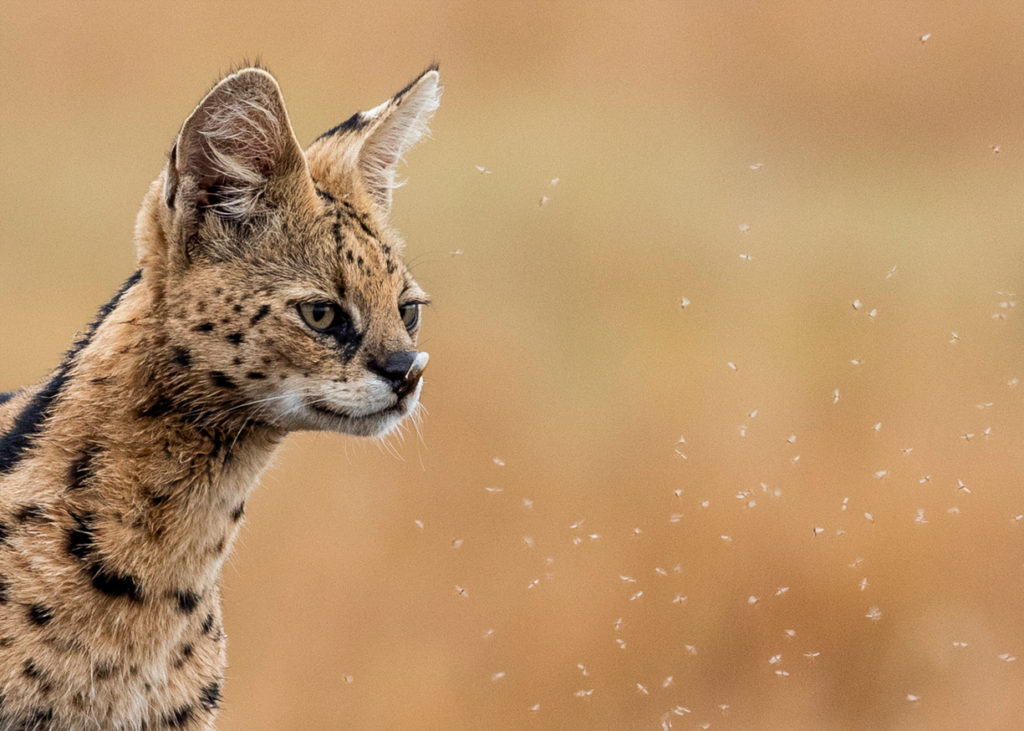 PT Aware - Vol - 09 - Serval - Photo by: Prasanna Hunswadkar