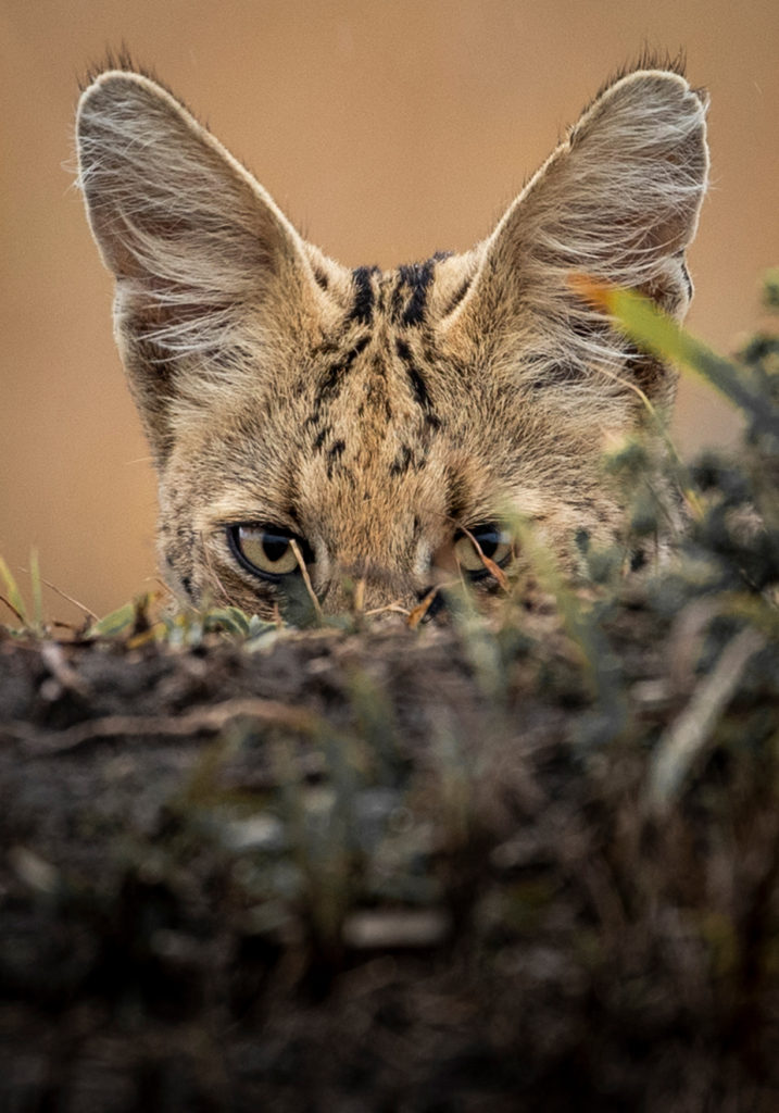 PT Aware - Vol -09 - Serval - Photo by: Harman Singh Heer