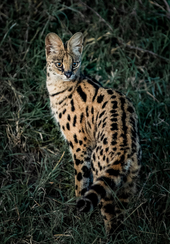 PT Aware - 09 - Serval - Photo by: Harman Singh Heer