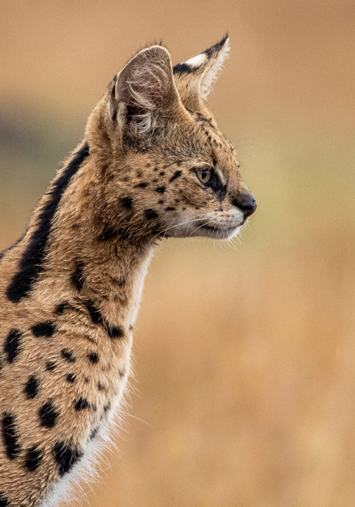 PT Aware Vol 09 - Serval - Photo by: Harman Singh Heer