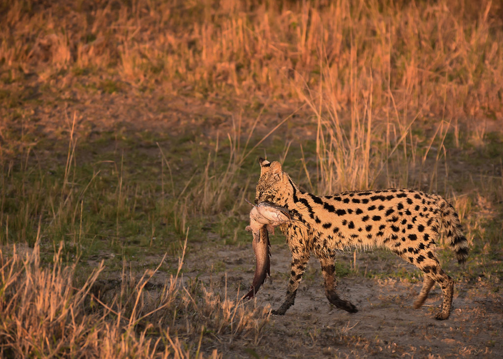 PT Aware - Vol 09 - Serval - Photo by: Pranav Chadha