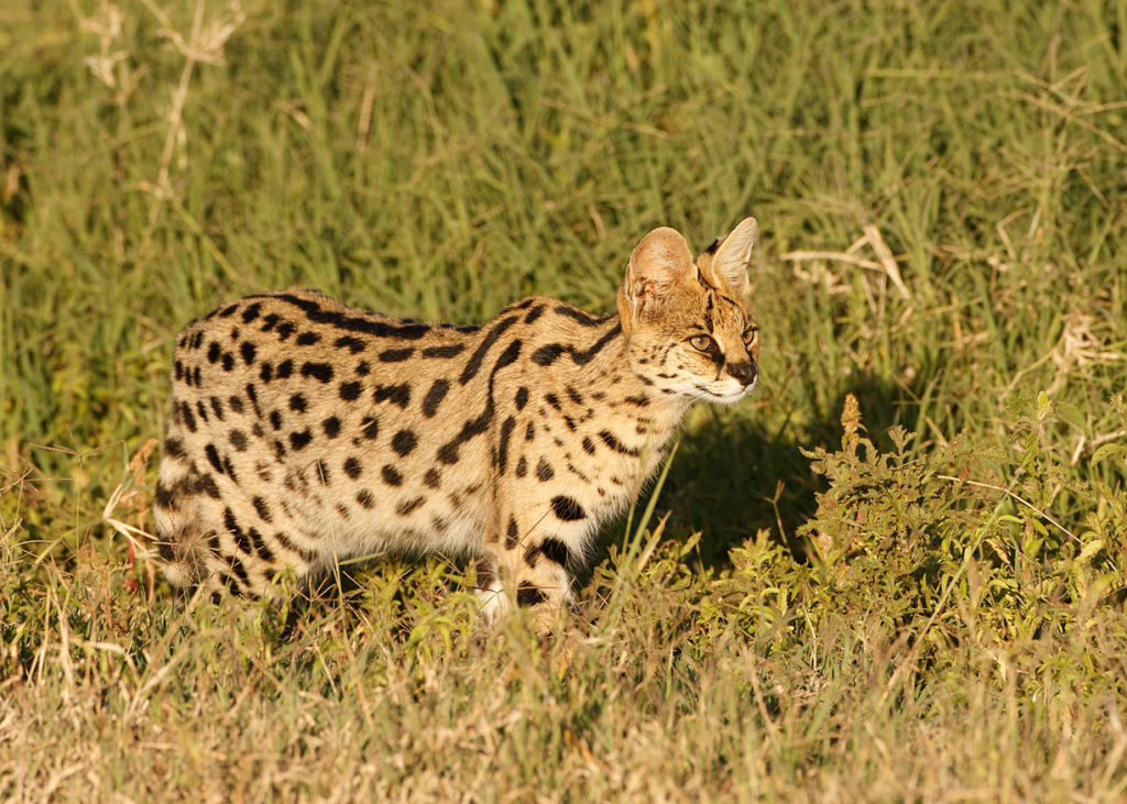 PT Aware - Vol - 09 - Serval - Photo by: Steven Metildi