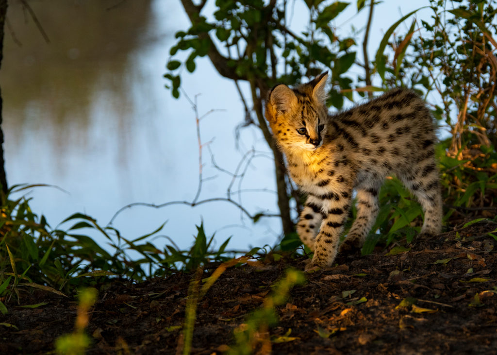 PT Aware - 09 - Serval - Photo by: Surendran Chokkalingam