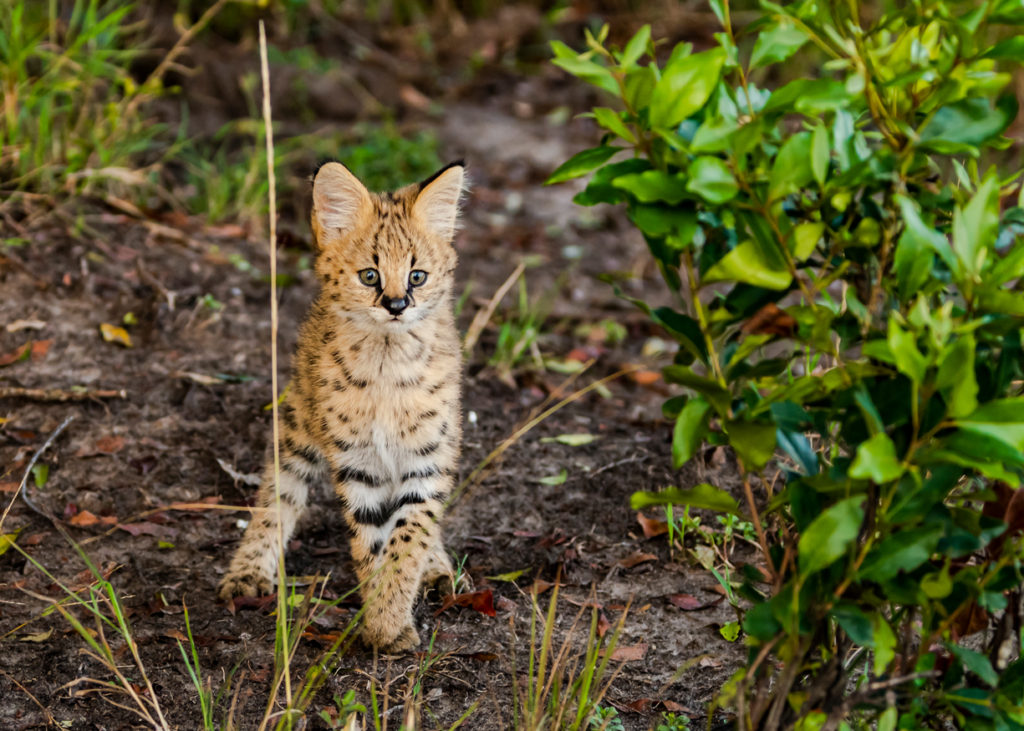 PT Aware - Vol 09 - Serval - Photo by: Surendran Chokkalingam