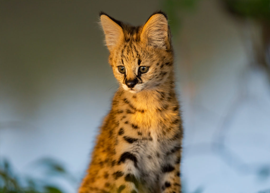 PT Aware Vol 09 - Serval Cat Baby - Photo by Surendran Chokkalingam