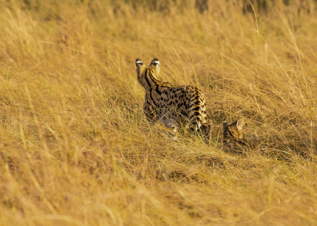 PT Aware Vol 09 Serval Photo by: Yashwanth Pavanan