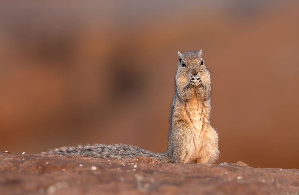 Squirrel ©Gaythri Devi