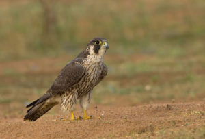 Peregrine Falcon ©Gaythri Devi