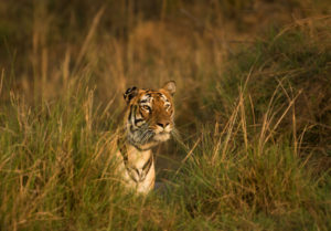 Tiger ©Gaythri Devi