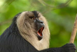 Lion-tailed Macaque ©Gaythri Devi