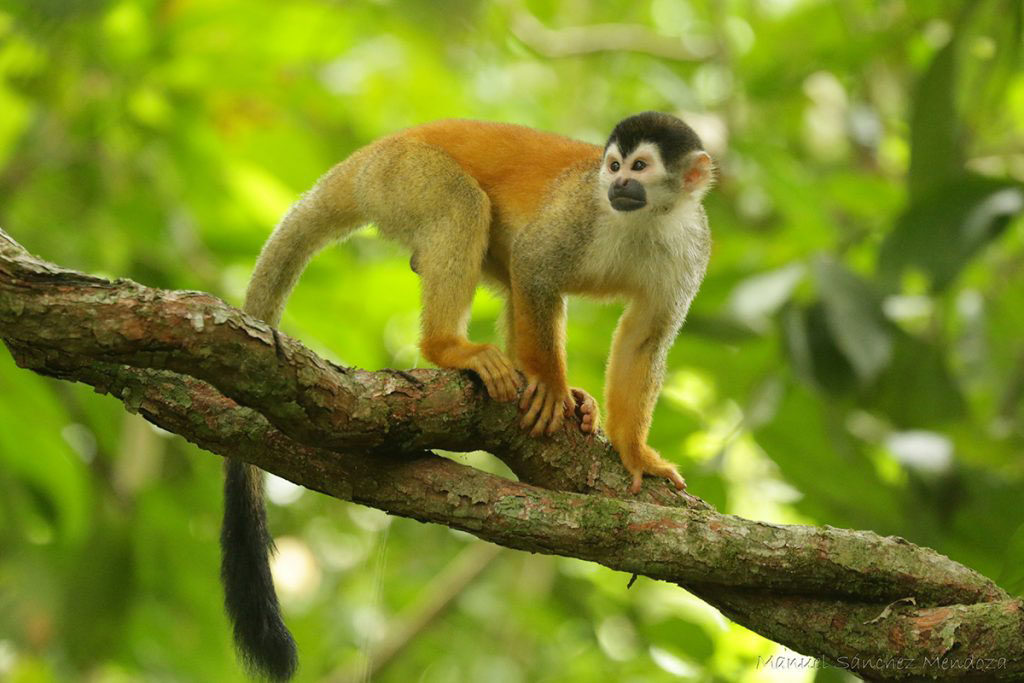 Squirrel Monkey - CONSERVATION - PT Explorer - Vol 23