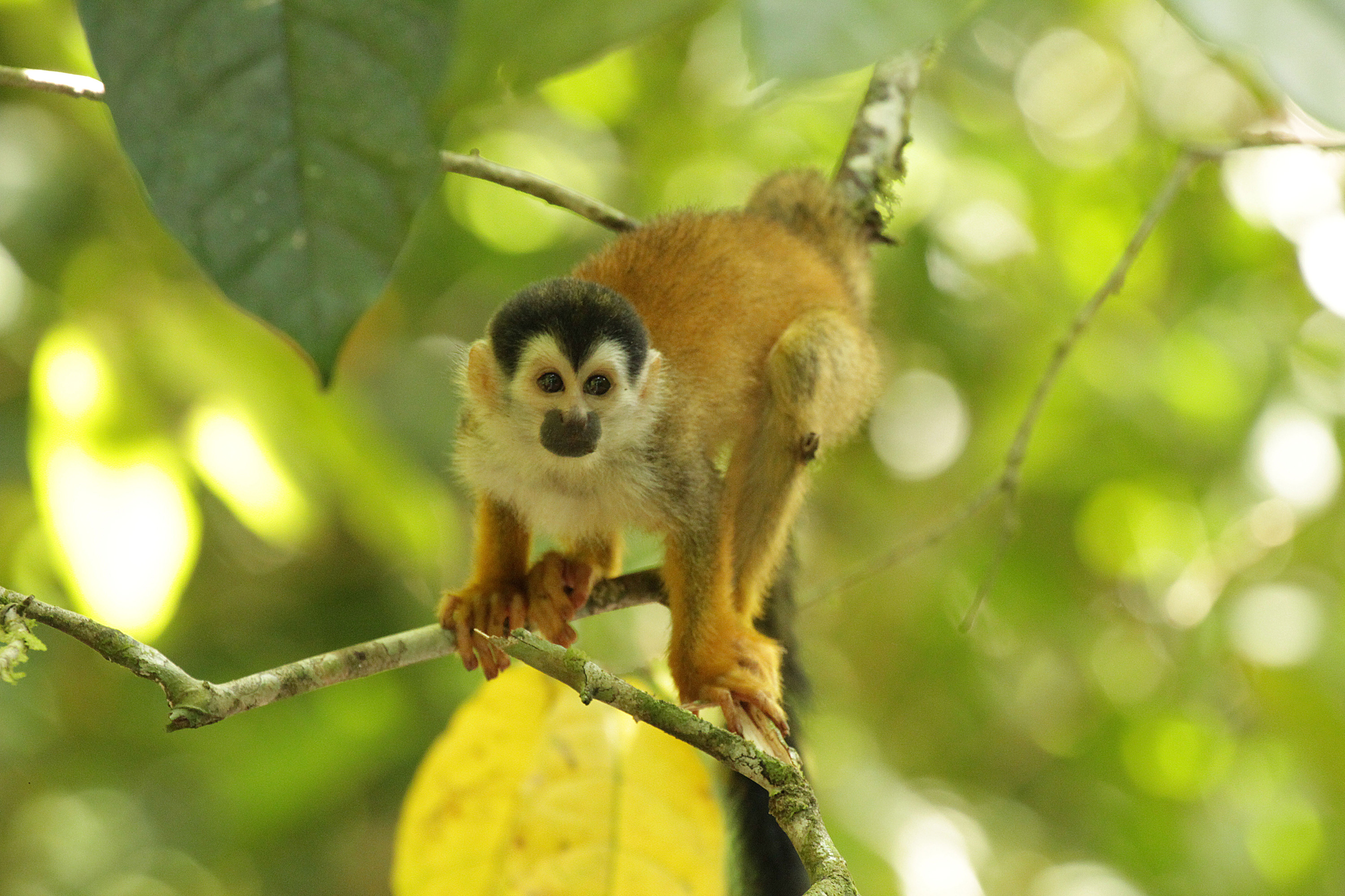 Squirrel Monkey - CONSERVATION - PT Explorer - Vol 23