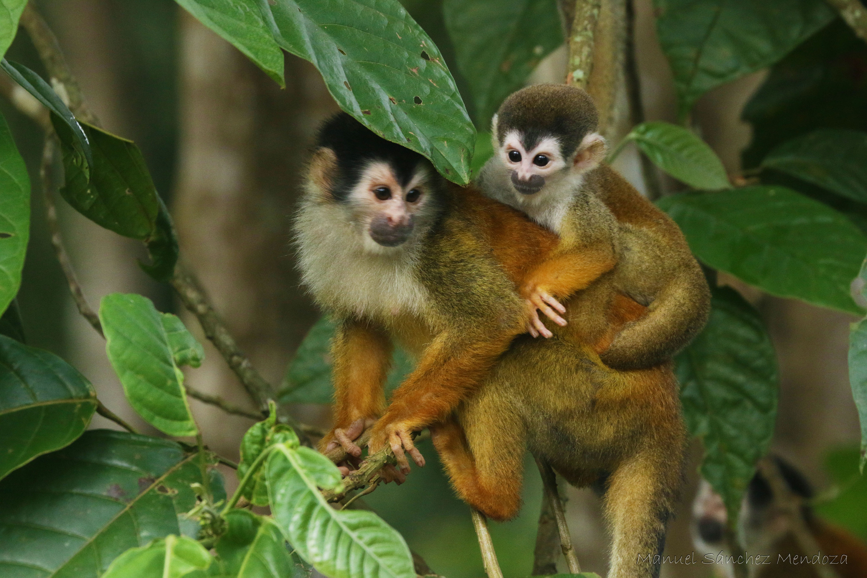 Squirrel Monkey - CONSERVATION - PT Explorer - Vol 23