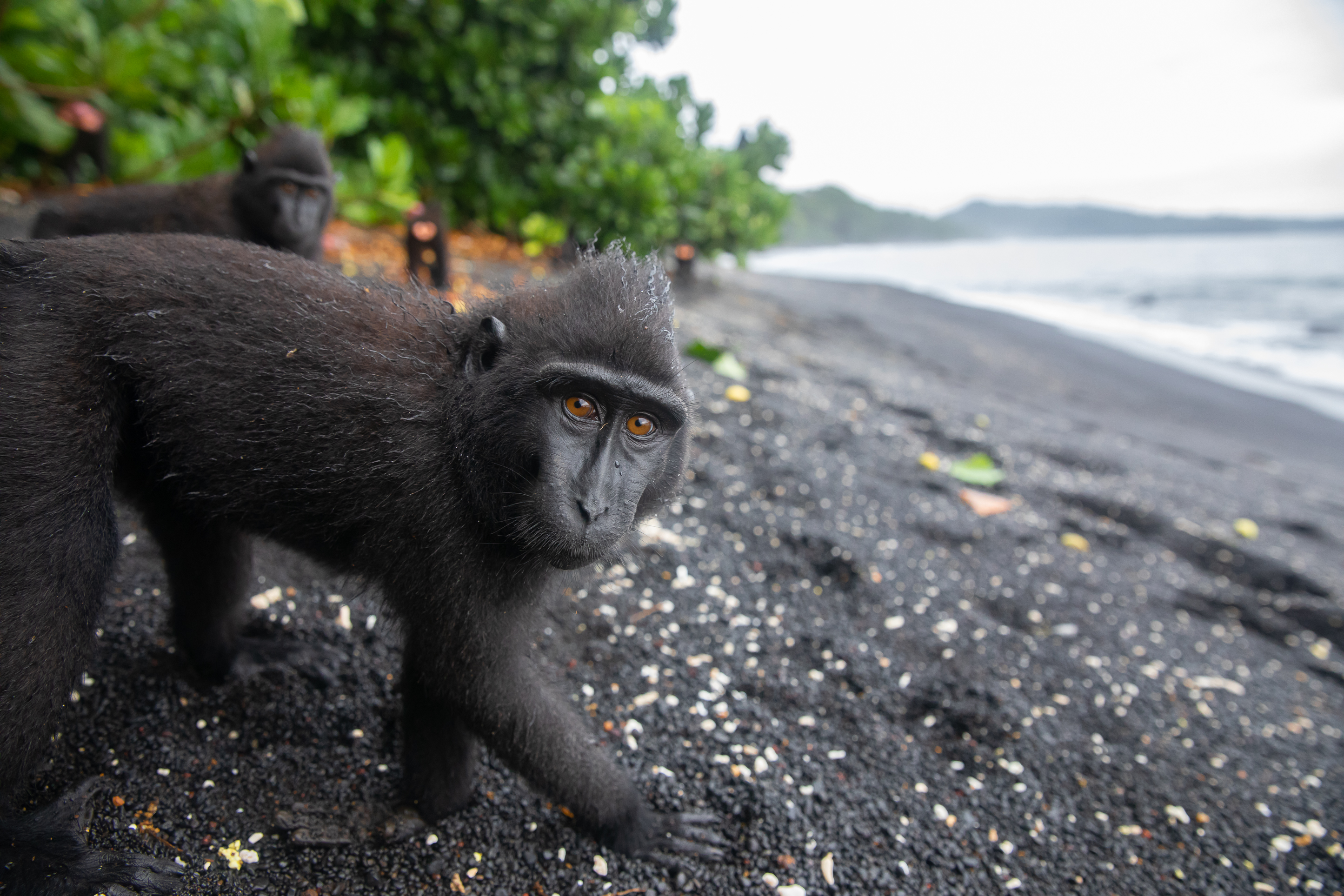 Crested Black Macaque - PT Explorer - Vol 23 - Interview