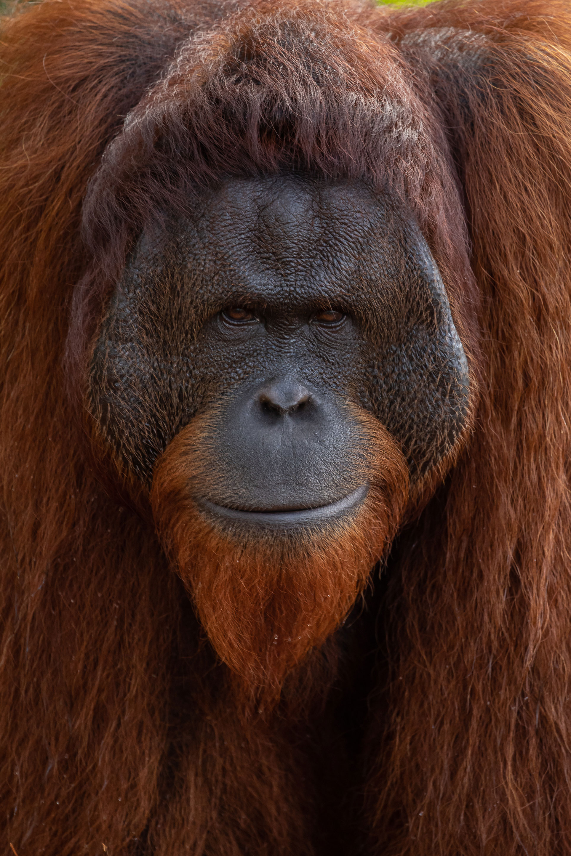 Orangutans - PT Explorer - Vol 23 - Interview