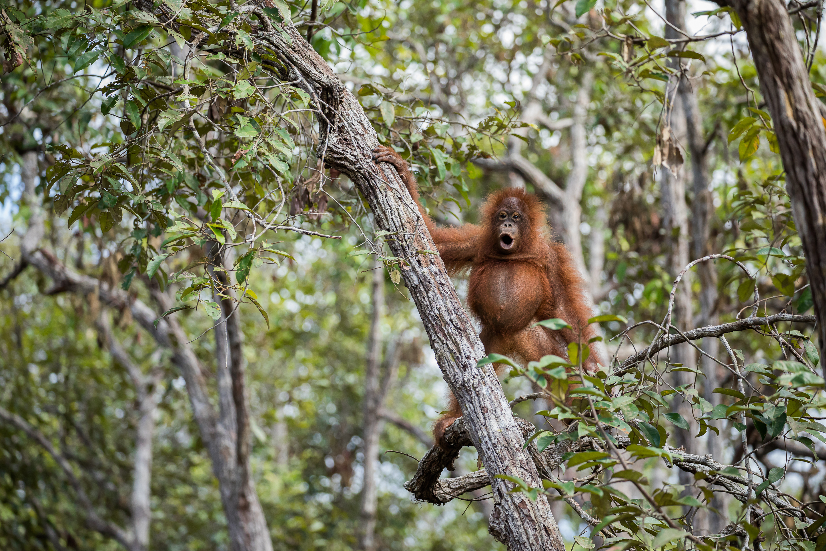 Orangutans - PT Explorer - Vol 23 - Interview