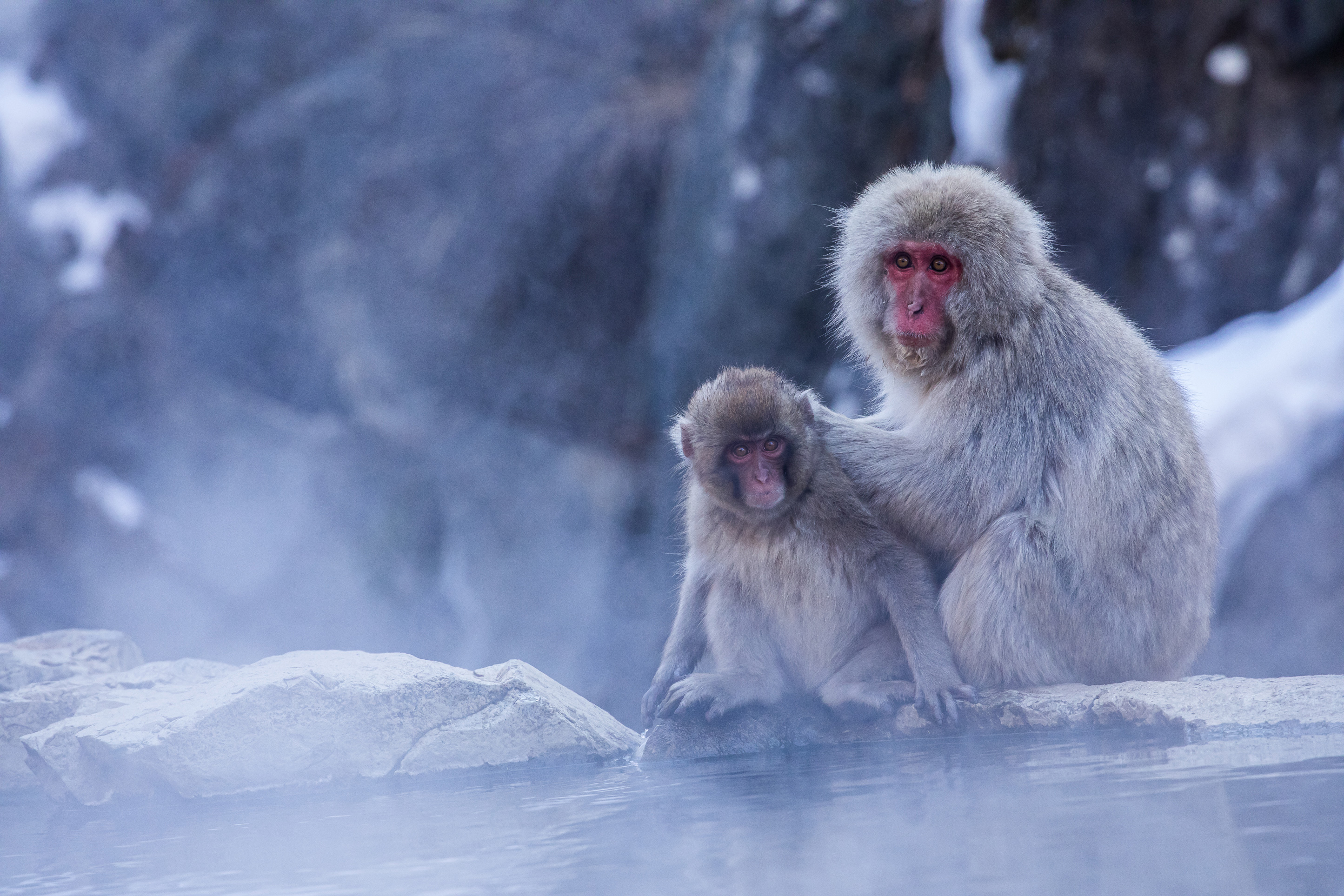 Japanese Snow Monkey - PT Explorer - Vol 23 - Interview