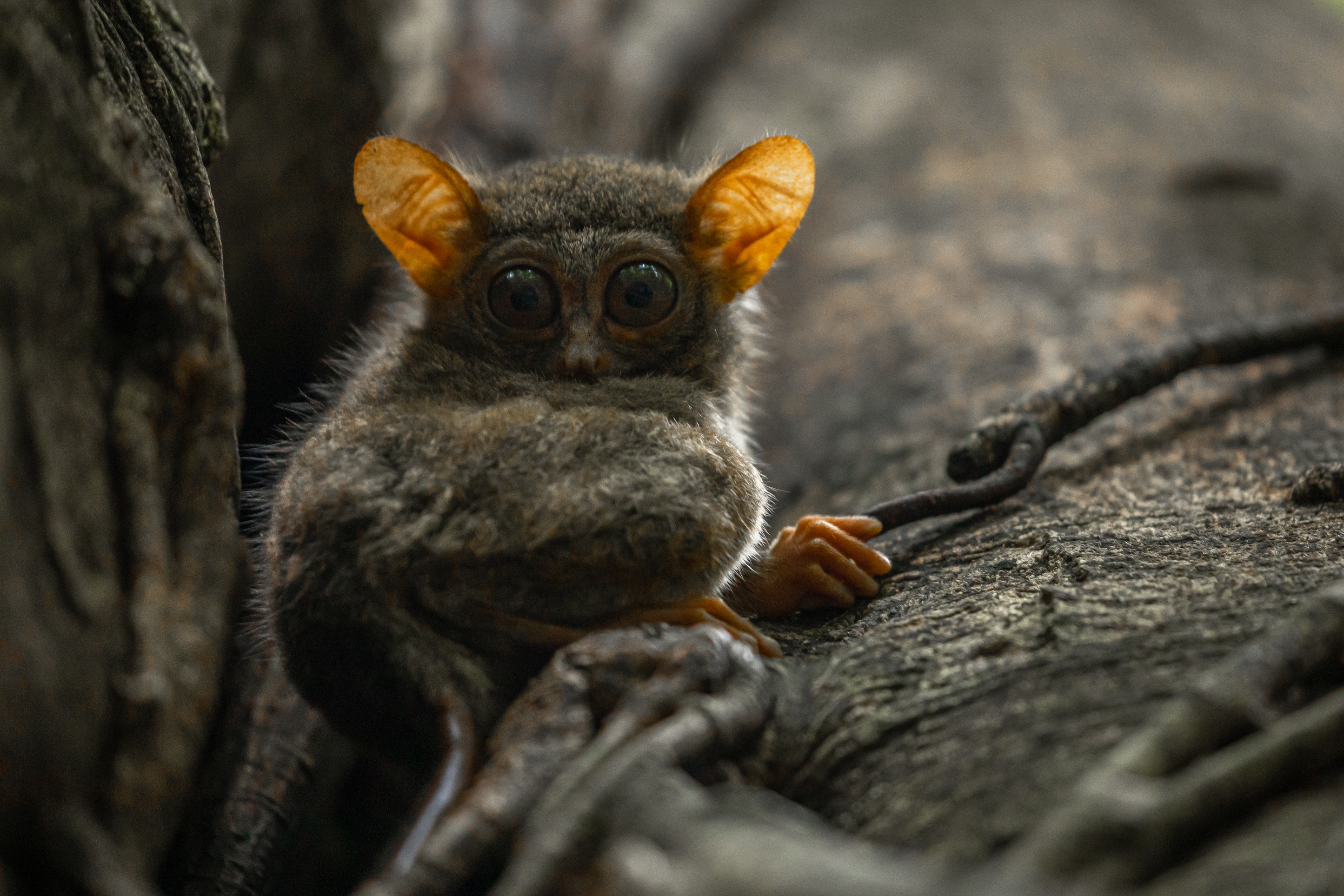 Tarsier - PT Explorer - Vol 23 - Interview