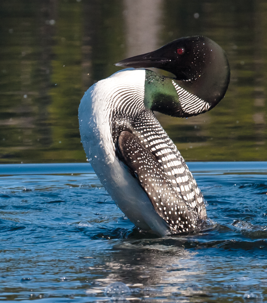 PT_Vol_16_Species_Loons