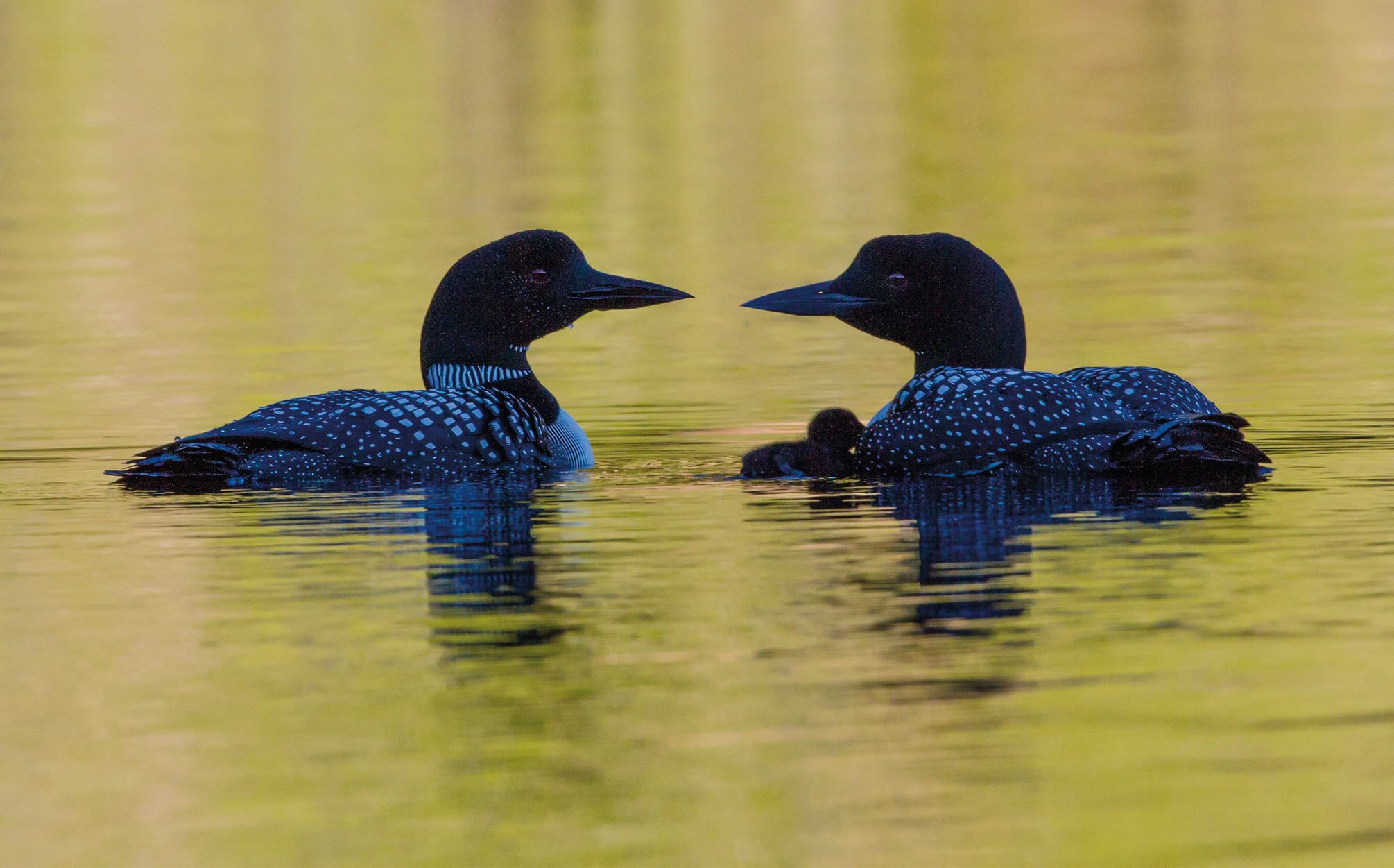 PT_Vol_16_Species_Loons